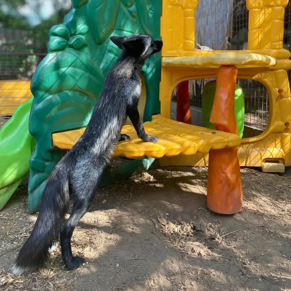 ezustroka-mentett-allat-jatek