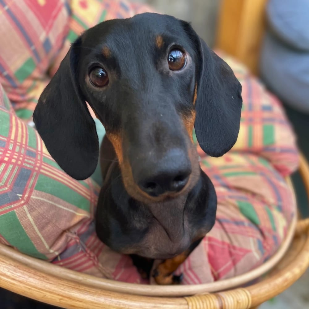 misi-rendellenesseg-mozgasszerv-mentett-kutya