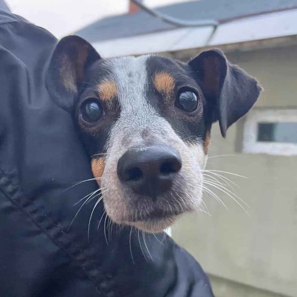 miso-mentett-kutya-lebenult-allatvedelem