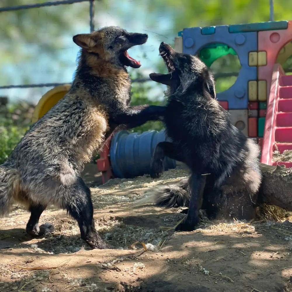 rokak-dominancia-allatvedelem