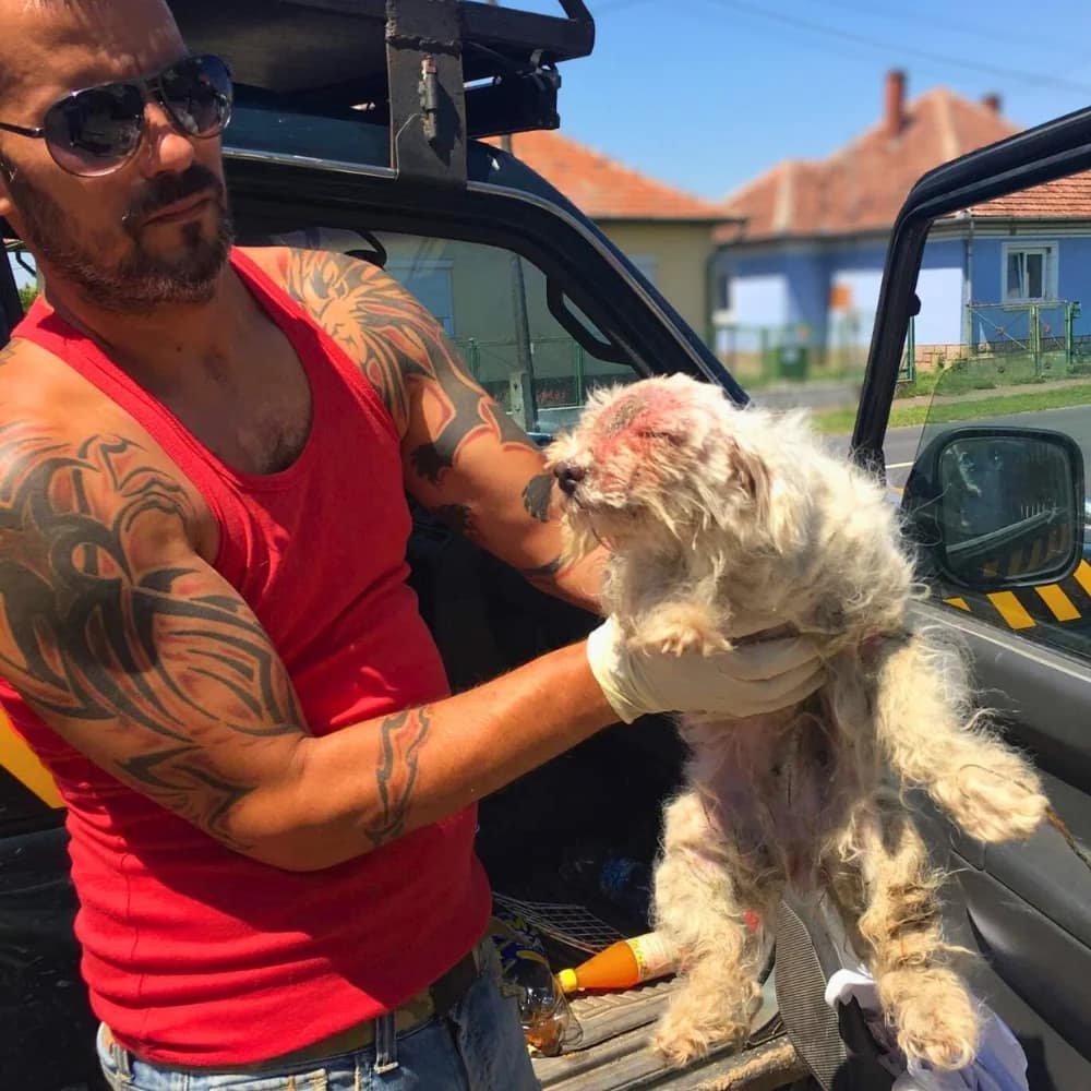 soma-ripley-allatmentes-mentett-kutya