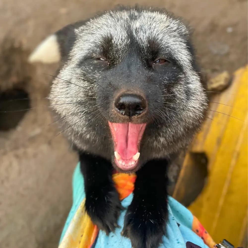 ezustroka-amerikai-voros-roka