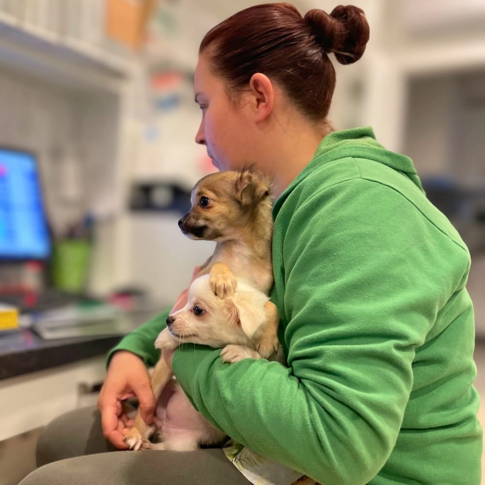 petra-allatvedelem-mentett-kolyokkutyak