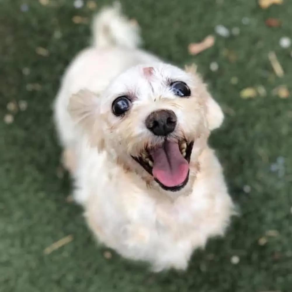 ripley-allatmentes-rehabilitacio