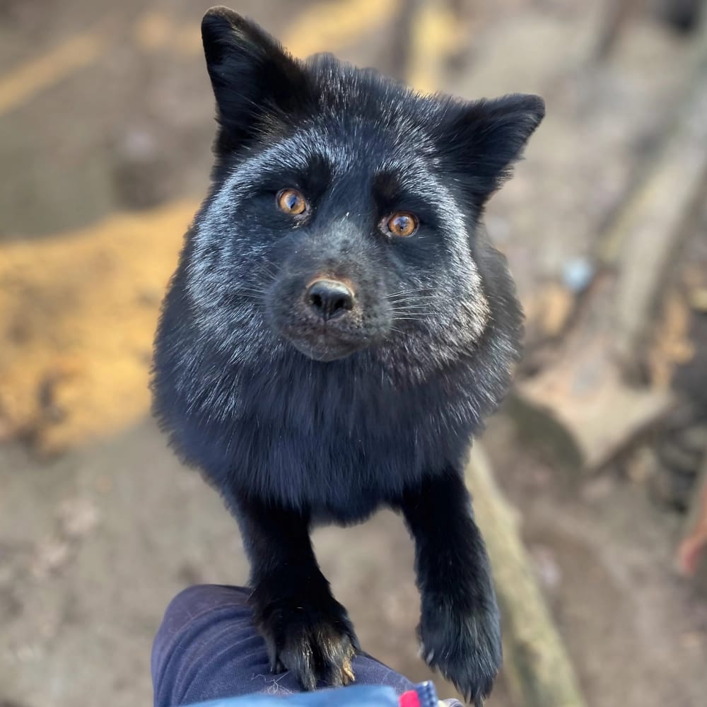 ezustroka-premteleprol-mentett-rehabilitacio