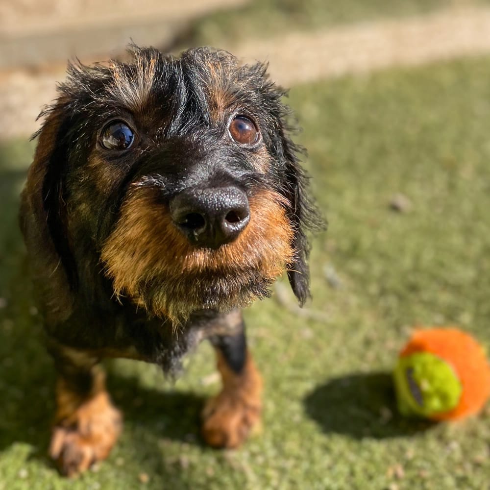 lencsi-kutya-mentett-kutya-rehabilitacio