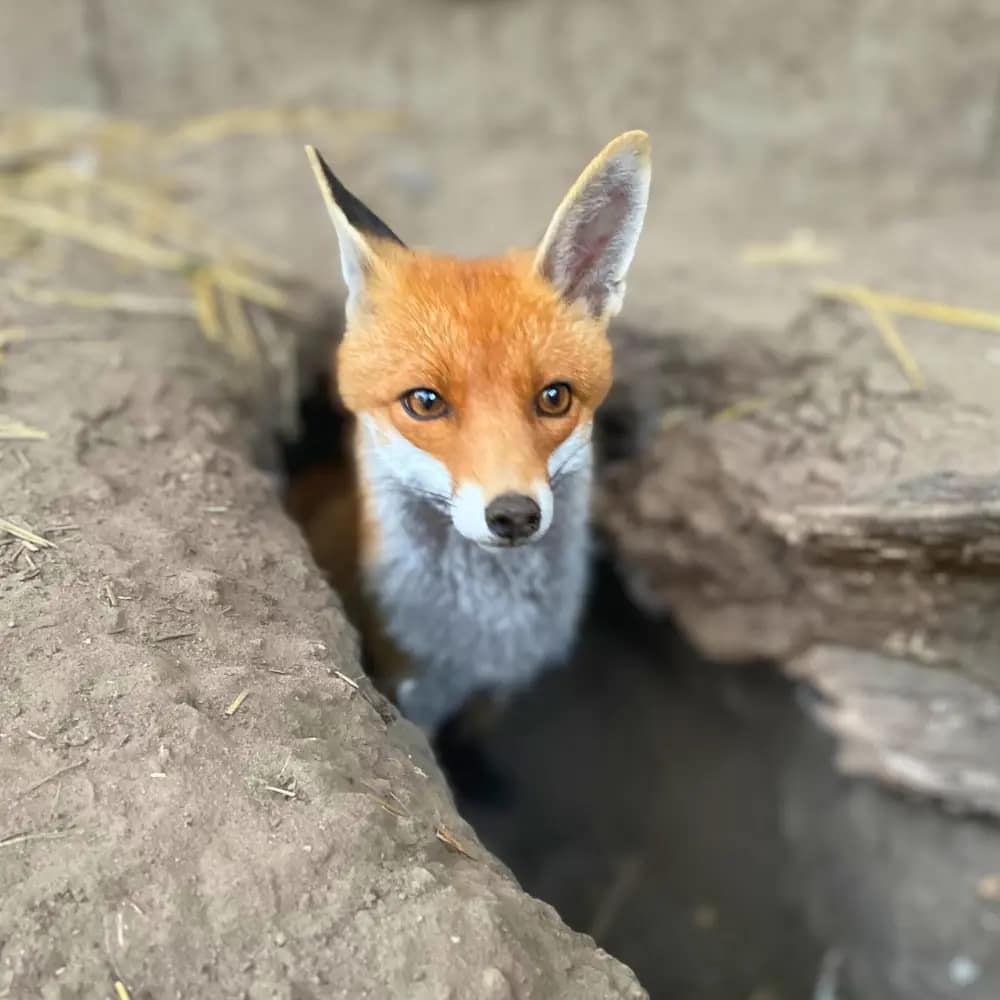 roka-kotorek-mentett-roka