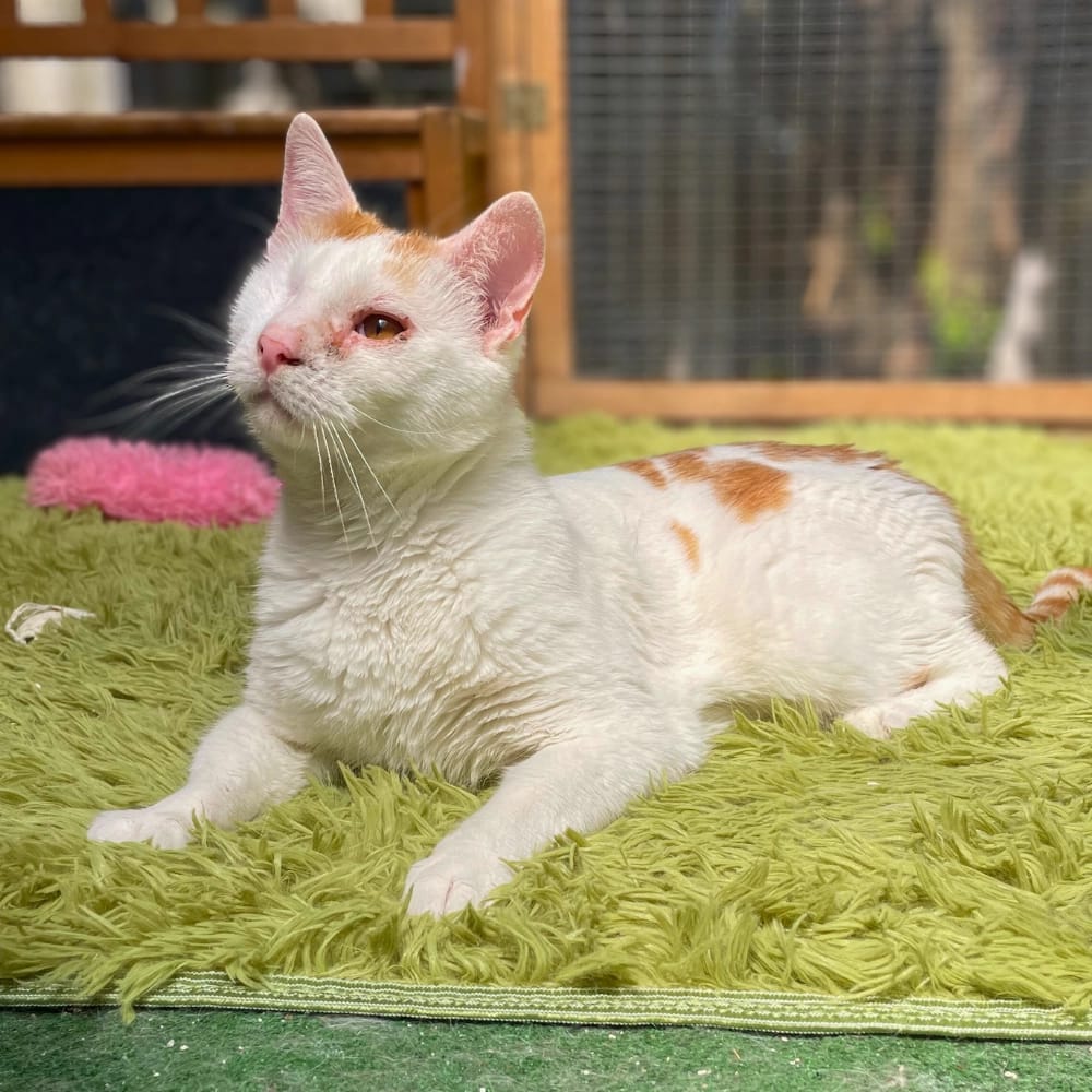 kesu-macskamentes-felszemu-cica