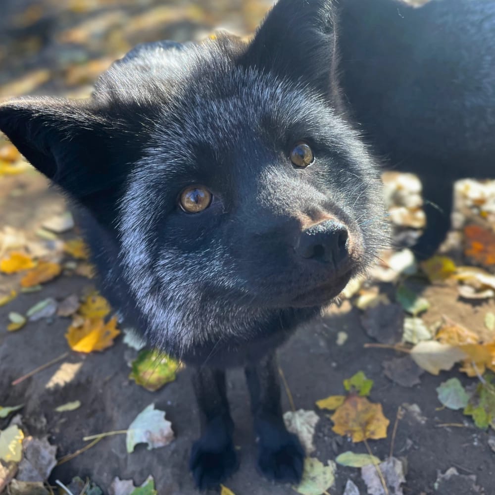 ezustroka-mentett-roka