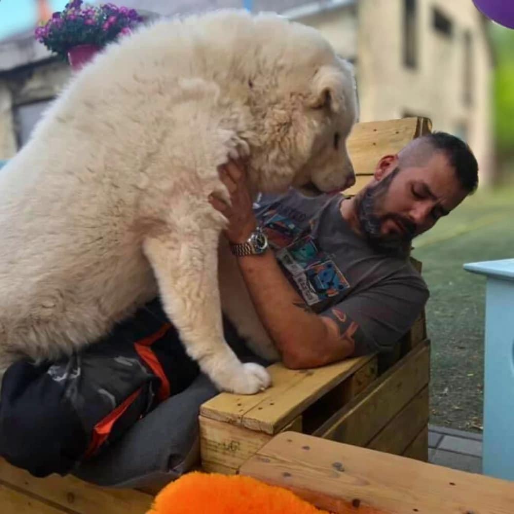 soma-kokusz-akita-mentett-kutya