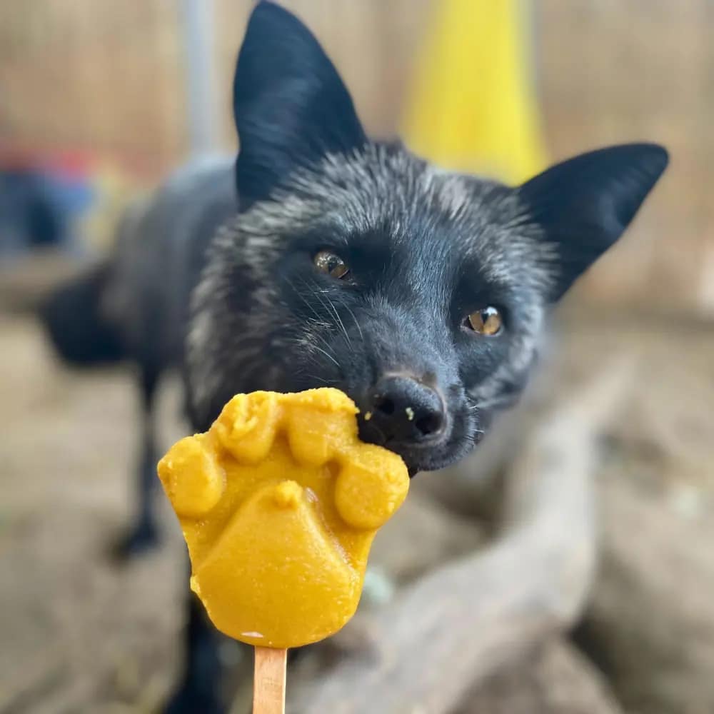 ezustroka-premteleprol-mentett