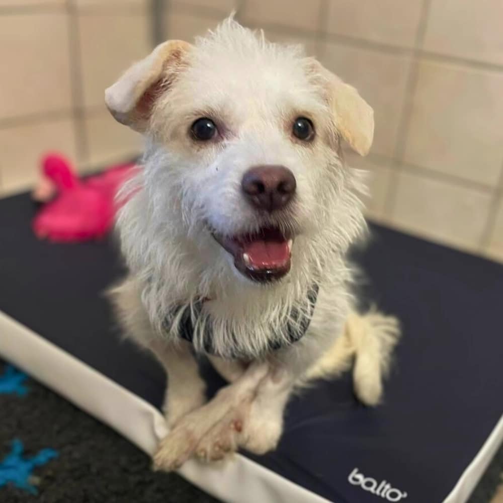 fuge-kutya-gerinctores