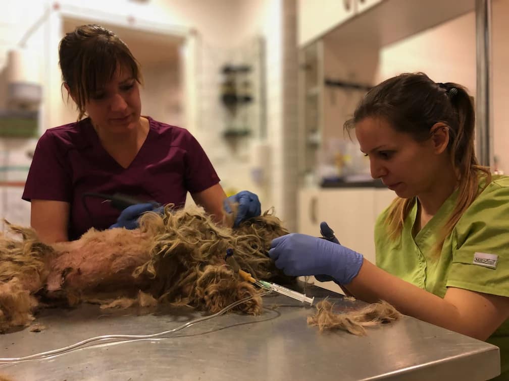 dominika-es-zsofi-dio-allatorvosok