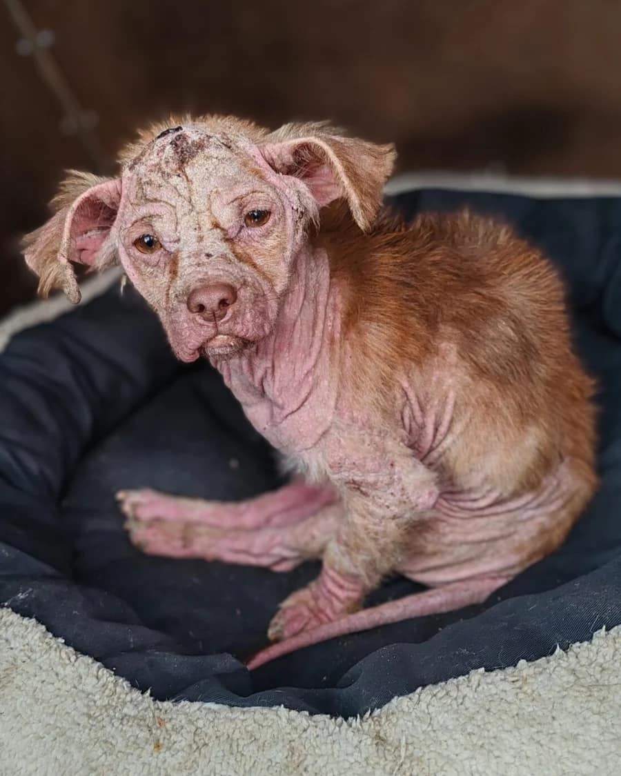 yoda-before-gerinctores-borbetegseg