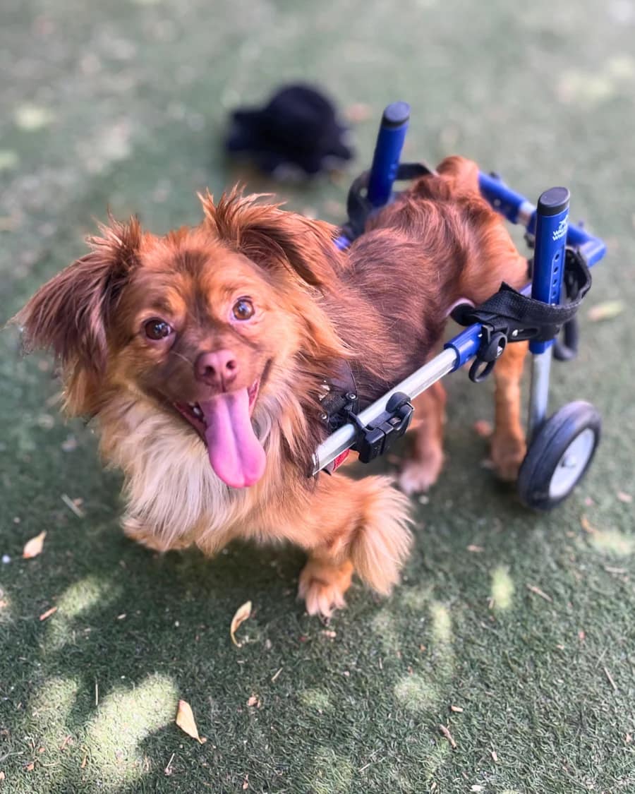 yoda-after-kutyakocsi